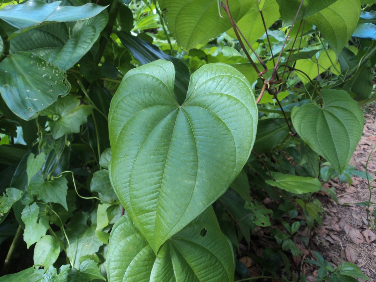 Dioscorea bulbifera L.